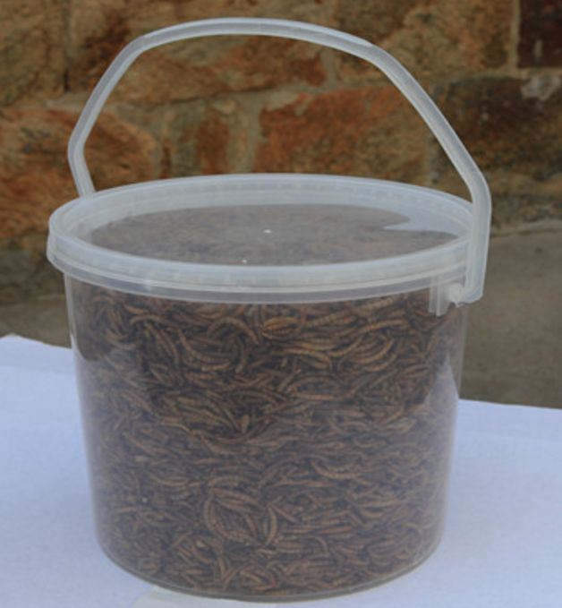 Supply Cheap Microwave Dried Mealworm in bulk for sale in Switzerland